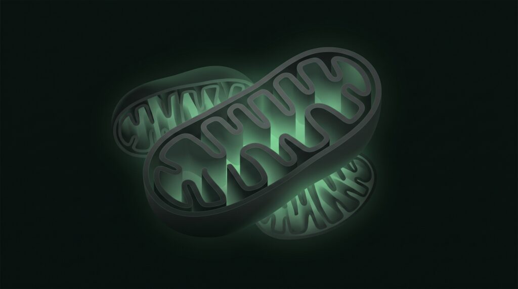 Abstract mitochondrial-inspired molecular illustration in dark theme